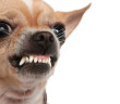 Angry chihauhua