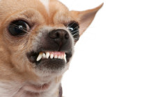 Angry chihauhua